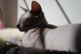 /album/neytiri/abkocicky-082-jpg1/